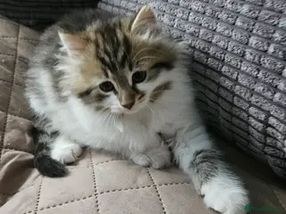 Siberian cats Beautiful Siberian kitten ready for a new home - Advert 1