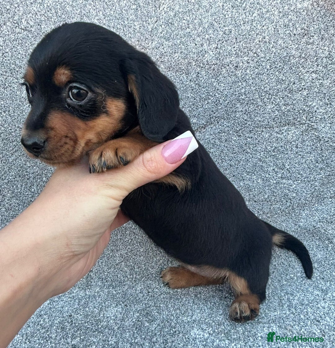 Mixed Breed dogs for sale: Mini daschund x jack Russell  - Advert 2