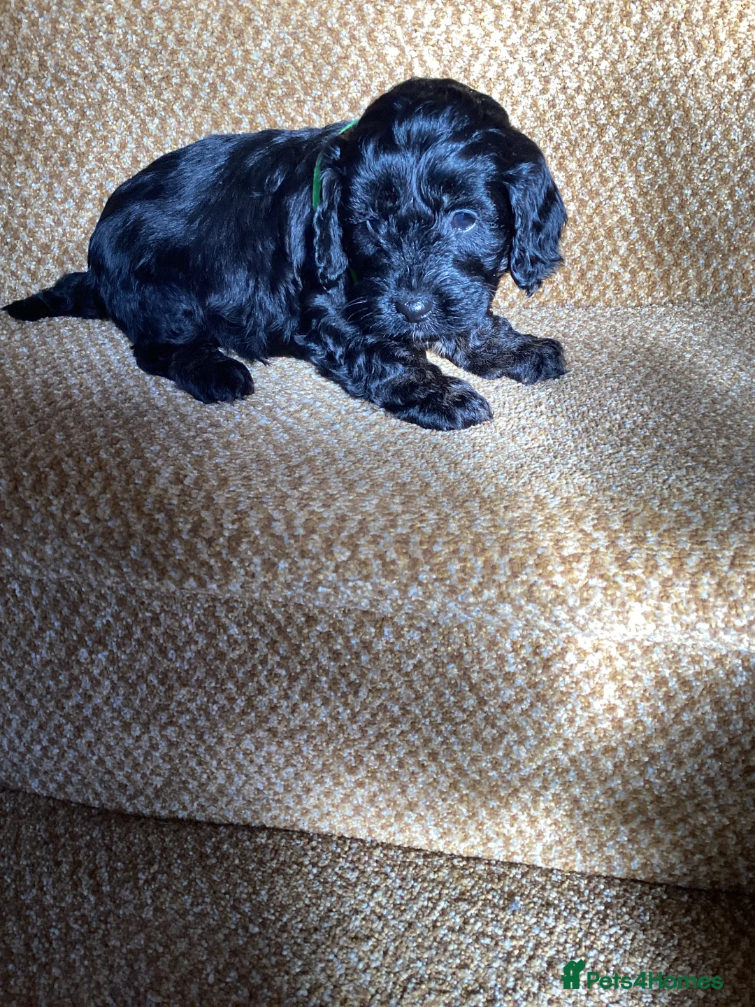 Cockapoo dogs for sale: Cockerpoo  - Advert 20