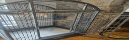 Parrots birds for sale: Female African Grey in Pwllheli - Advert 4