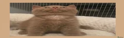 British Shorthair cats for sale: Champion GCCF British Shorthair Kittens - Advert 15