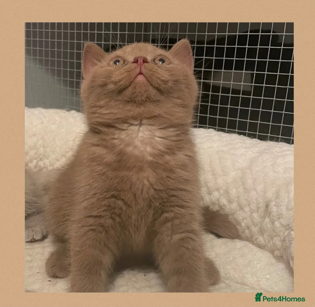 British Shorthair cats for sale: Champion GCCF British Shorthair Kittens - Advert 15