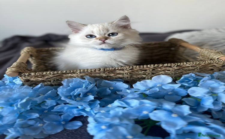 British Shorthair cats - Advert 3