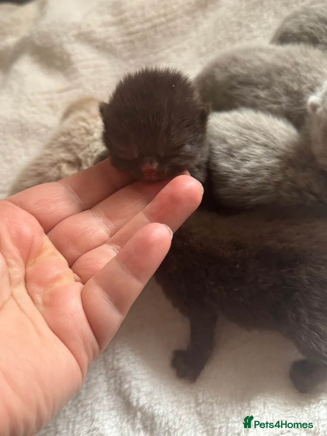 British Shorthair cats for sale: 🤎BSH kittens 💜TICA REG  in Chorley - Advert 8