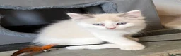 Ragdoll cats for sale: Beautiful Ragdolls-Vaccinated-2 boys-3 girls.  - Advert 9