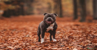 Staffordshire Bull Terrier dogs - Advert 5