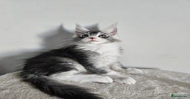 Maine Coon cats - Advert 7