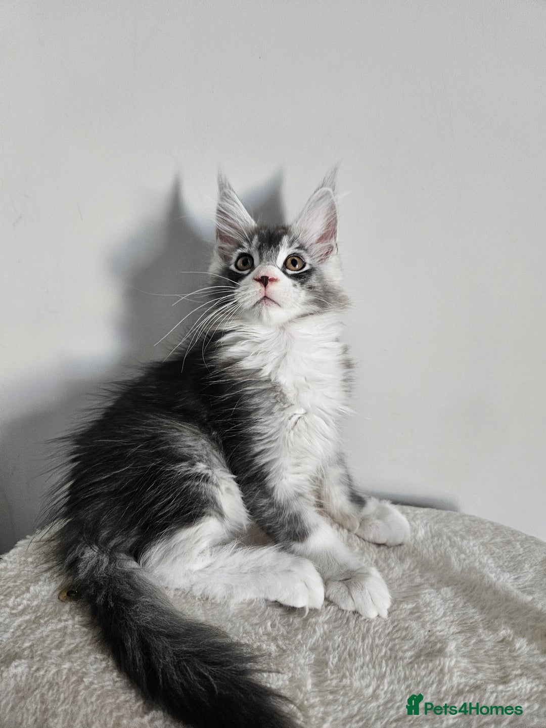 Maine Coon cats for sale: Maine coon male - Image 3