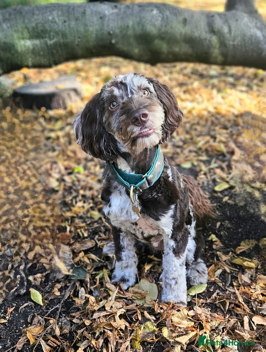 Cockapoo dogs for stud: Multigen Harlequin Merle Cockapoo at Stud in Manchester - Advert 2