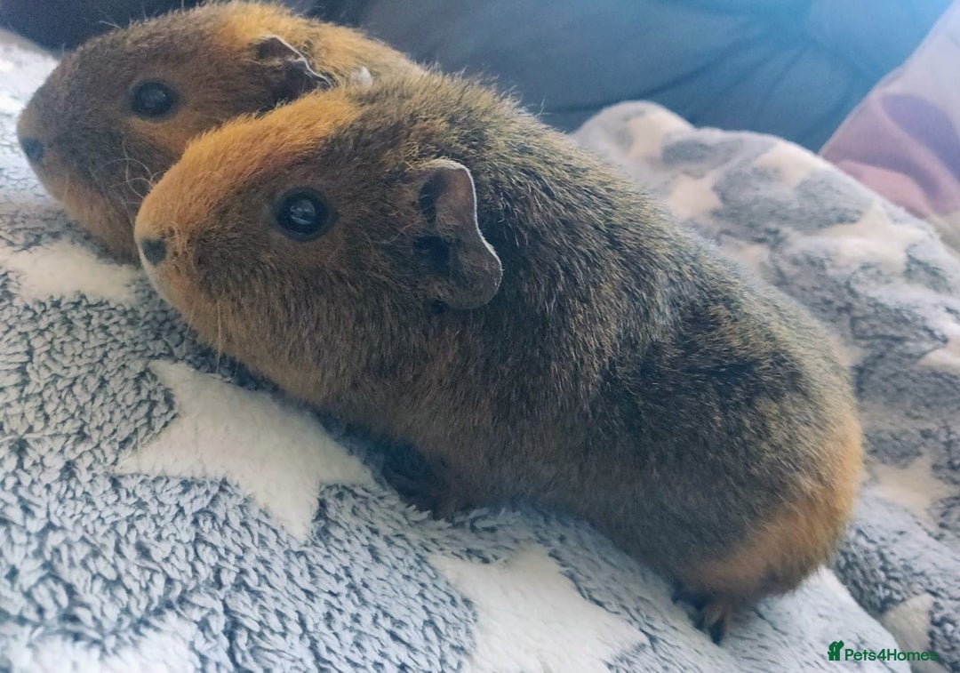 Guinea Pig rodents for sale: Pairs of Sows - Happy, Healthy, Friendly Sows - Image 22