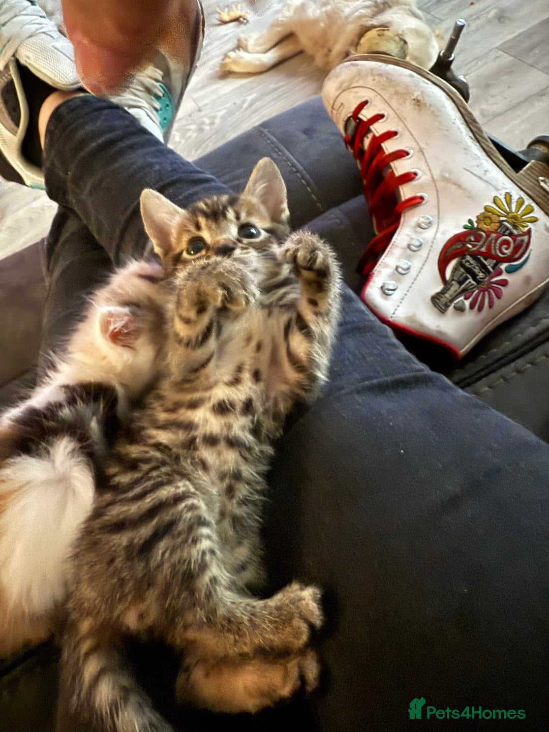 Mixed Breed cats for sale: Kittens  in Norwich - Image 23