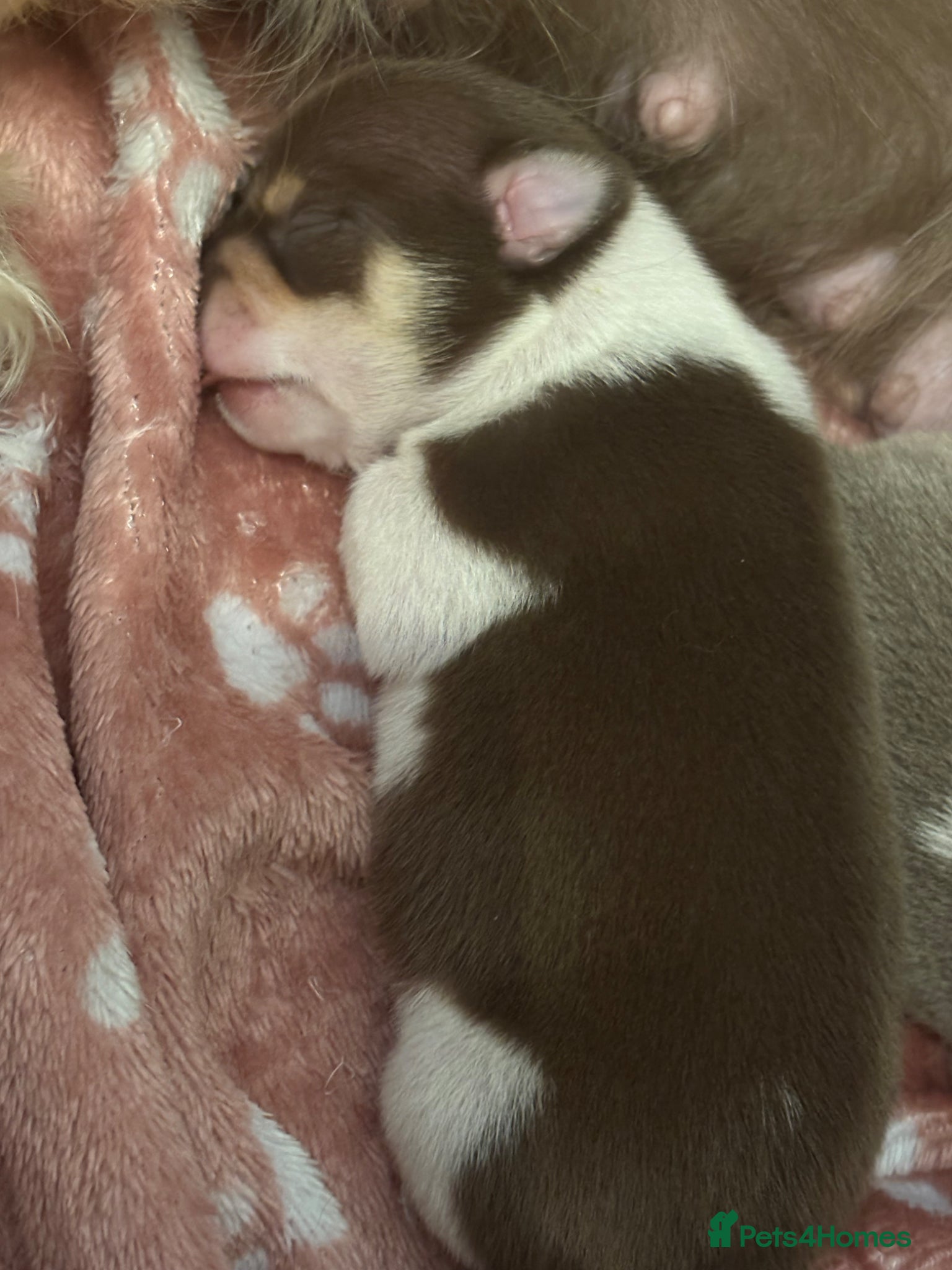 Chihuahua dogs for sale: Lilac Parti & choc tan parti Chihuahuas  - Advert 2