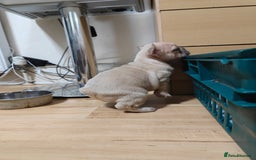 French Bulldog dogs for sale: Unique and Beautiful French bulldogs puppies  - Image 21