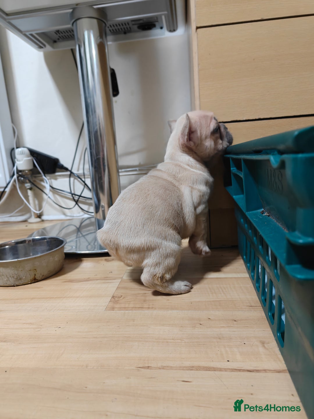 French Bulldog dogs for sale: Unique and Beautiful French bulldogs puppies  - Image 21