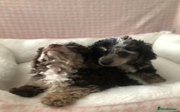 Miniature Poodle dogs for sale: ❤️🐶beautiful Merle miniature poodles girls🐶❤️ - Image 4