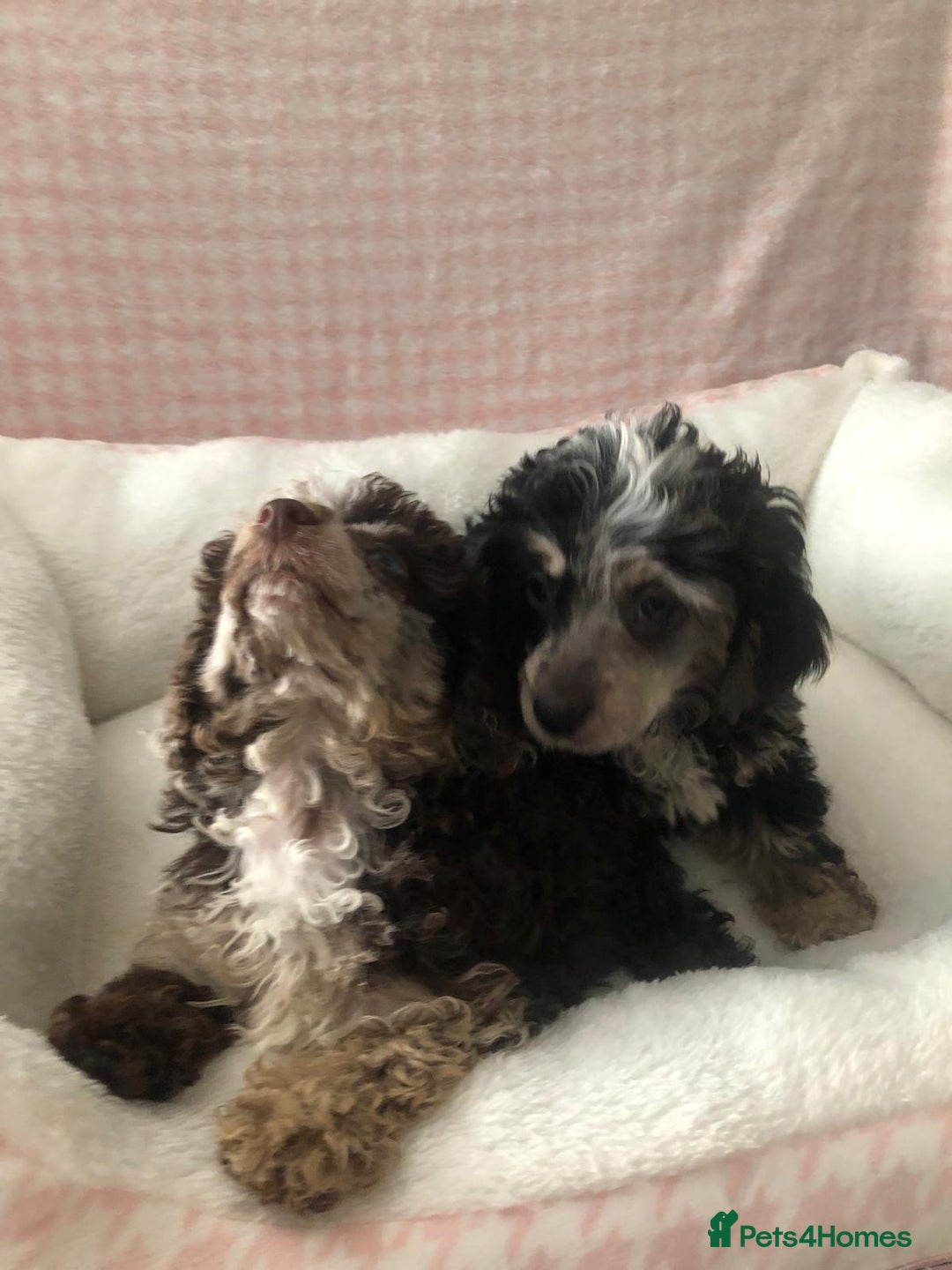 Miniature Poodle dogs for sale: ❤️🐶beautiful Merle miniature poodles girls🐶❤️ - Image 4