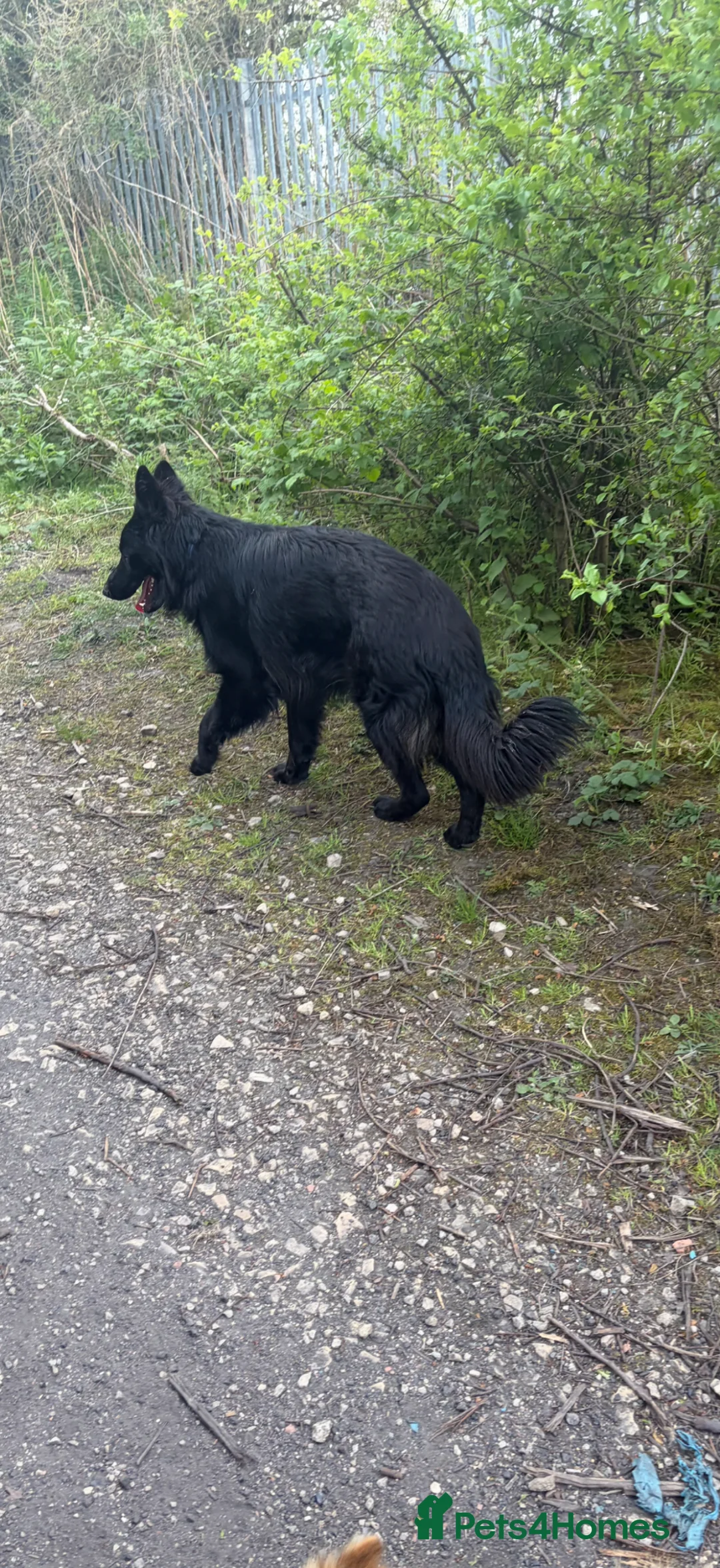 German Shepherd dogs for sale: 1 year old German Shepard  - Advert 4