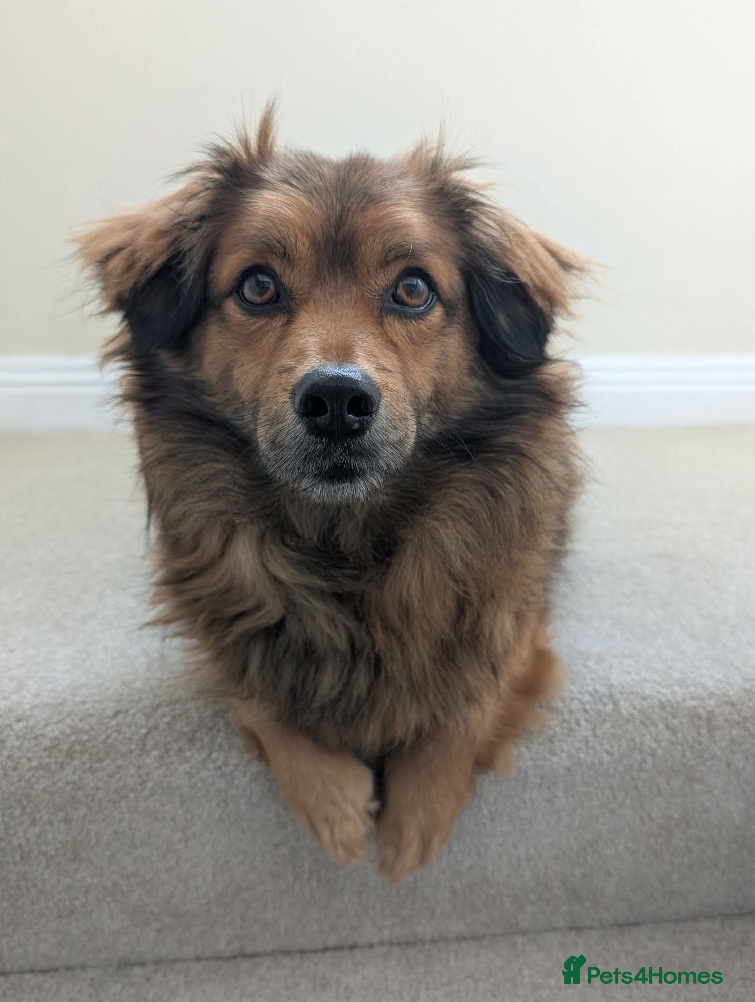 Mixed Breed dogs Little Bear  - Advert 4