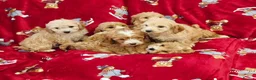 Cockapoo dogs for sale: ⚜️Pure Quality Cockapoos ⚜️ - Advert 21