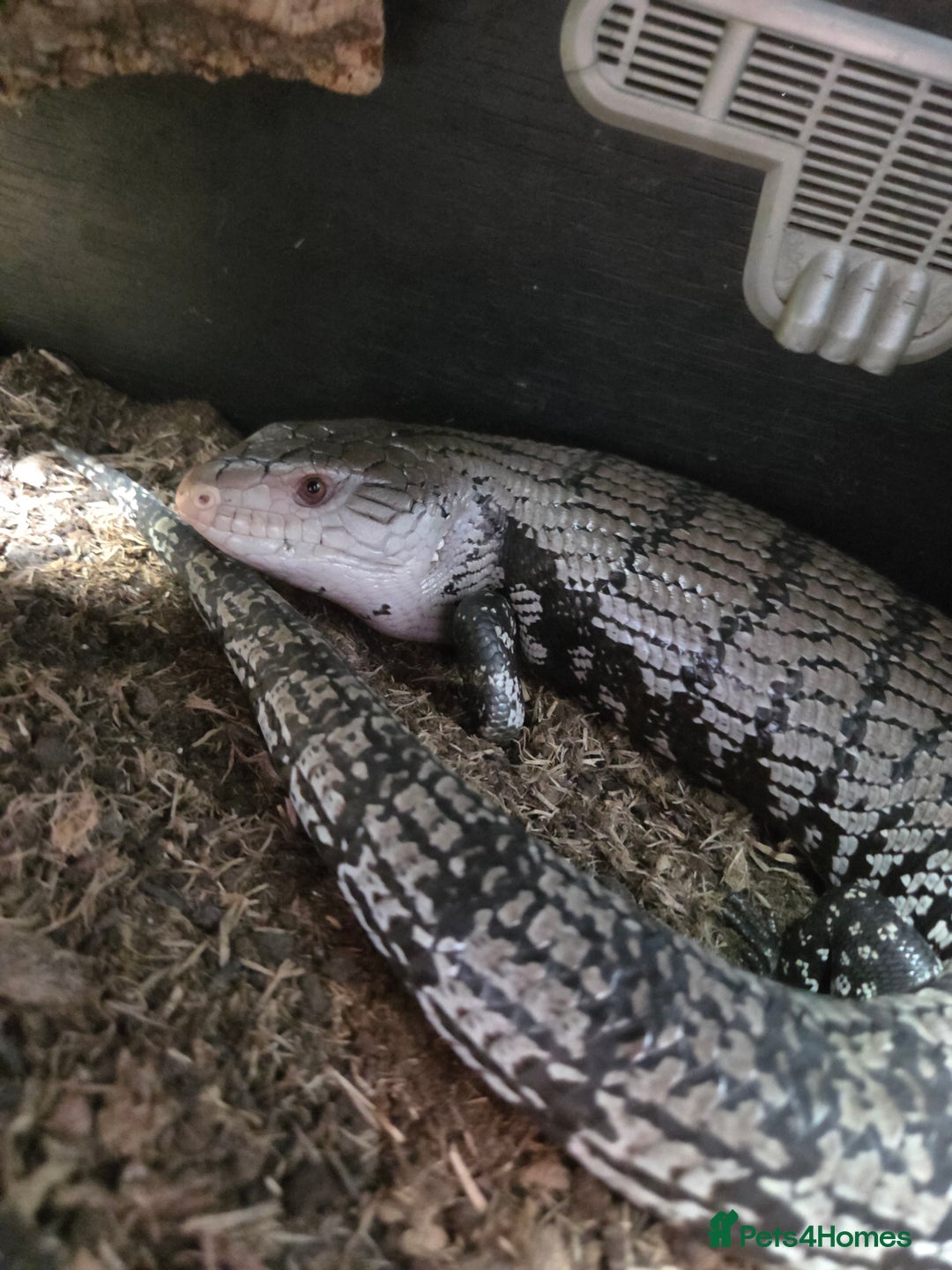 Skink reptiles for sale: Blue tounged skink £150 - Image 2
