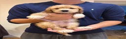 Cockapoo dogs for sale: ✨NOW READY 2 LEFT Golden Cockapoo Puppies✨ - Advert 18