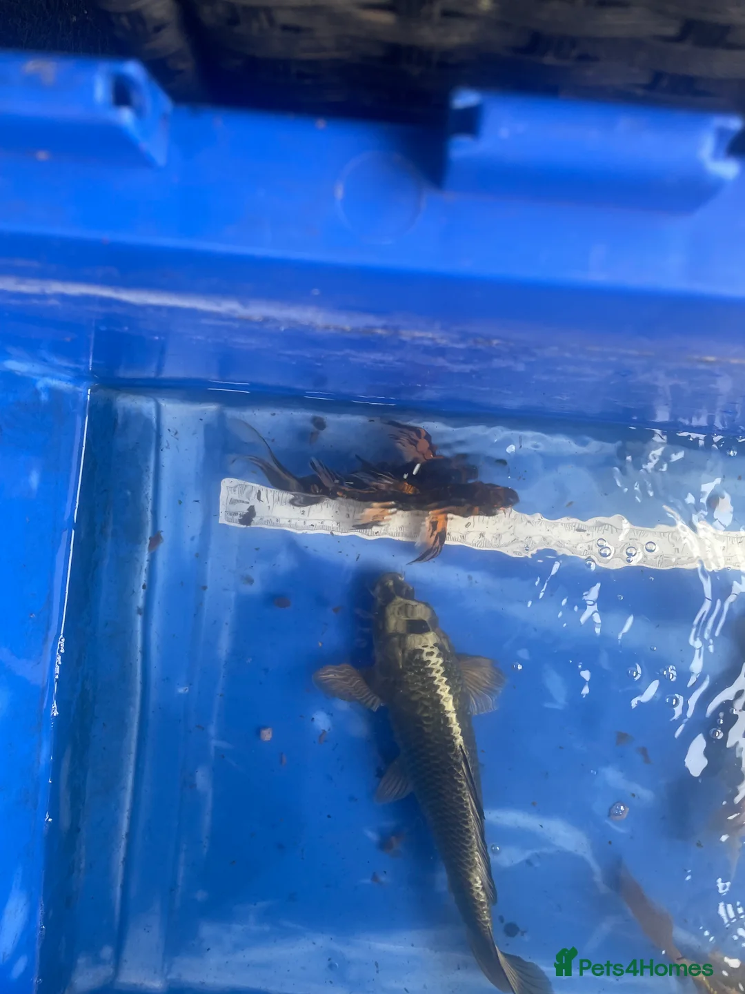 Koi Carp fish for sale: Koi carp and butterfly koi  - Advert 26