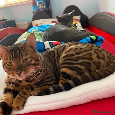 Bengal cats in Sunbury-on-Thames - Advert 3