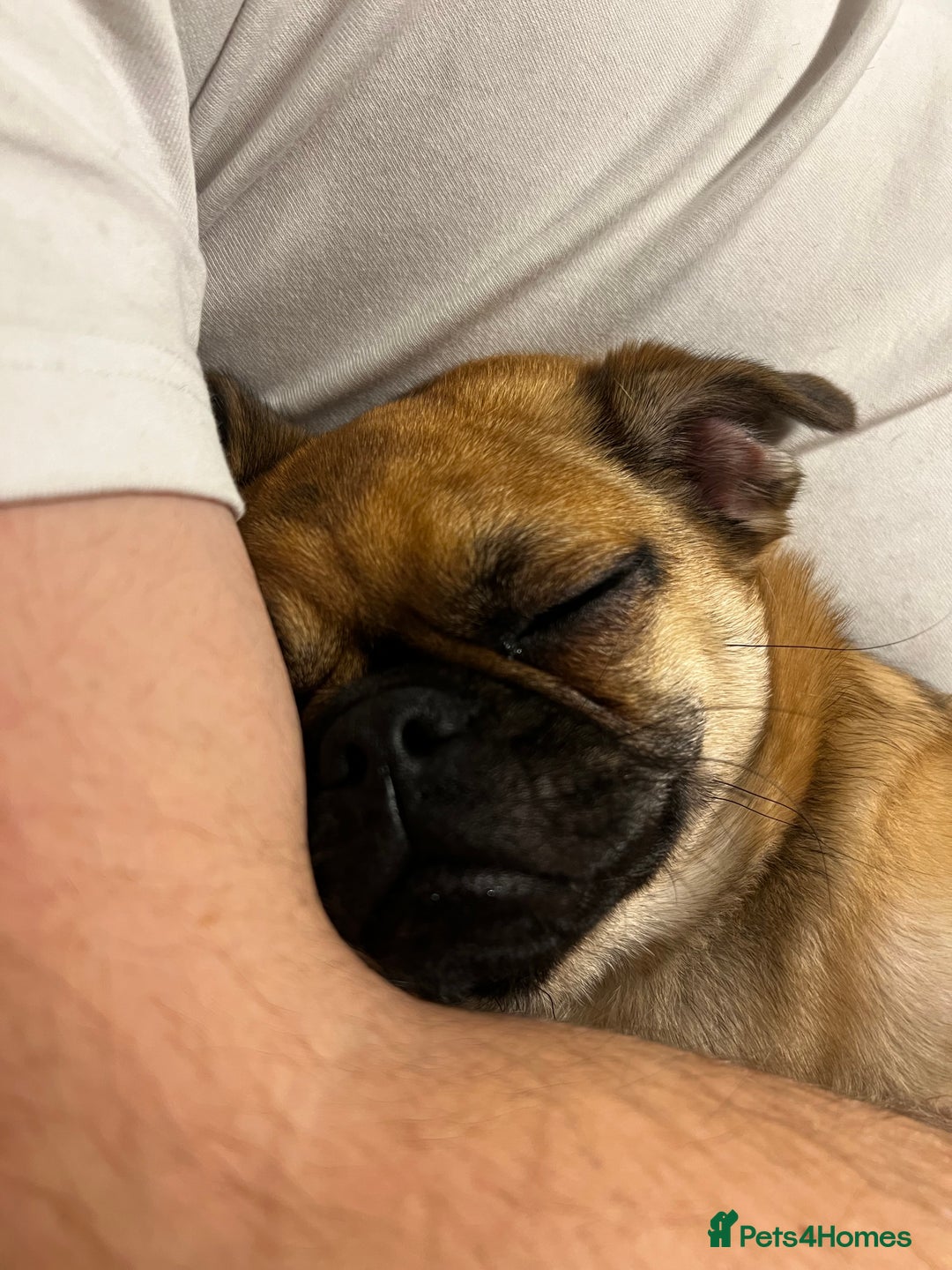 Mixed Breed dogs for sale: Jug for sale - Image 14