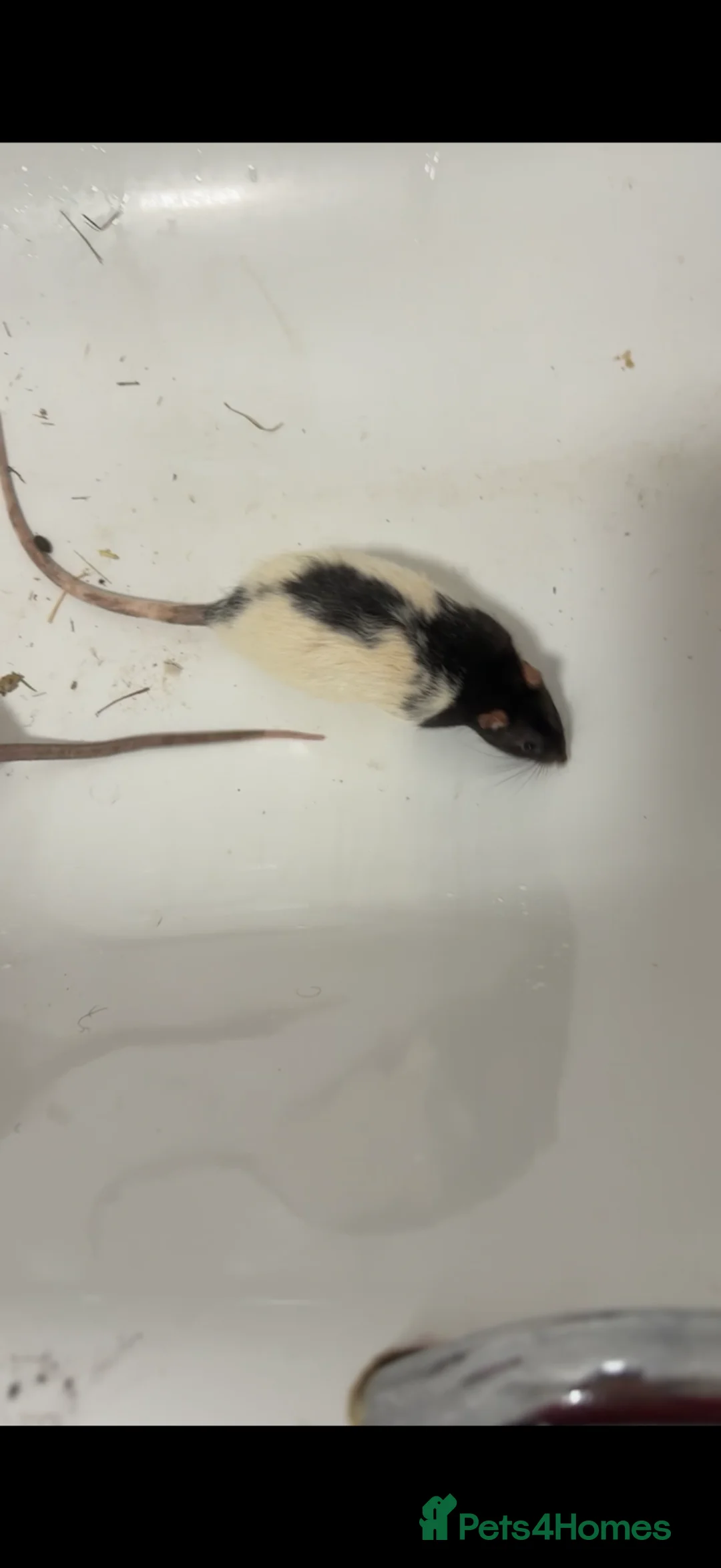 Rat rodents for sale: Oreo and tui plus the cage  in Manchester - Advert 2