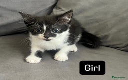British Shorthair cats for sale: Four kittens  - Image 4