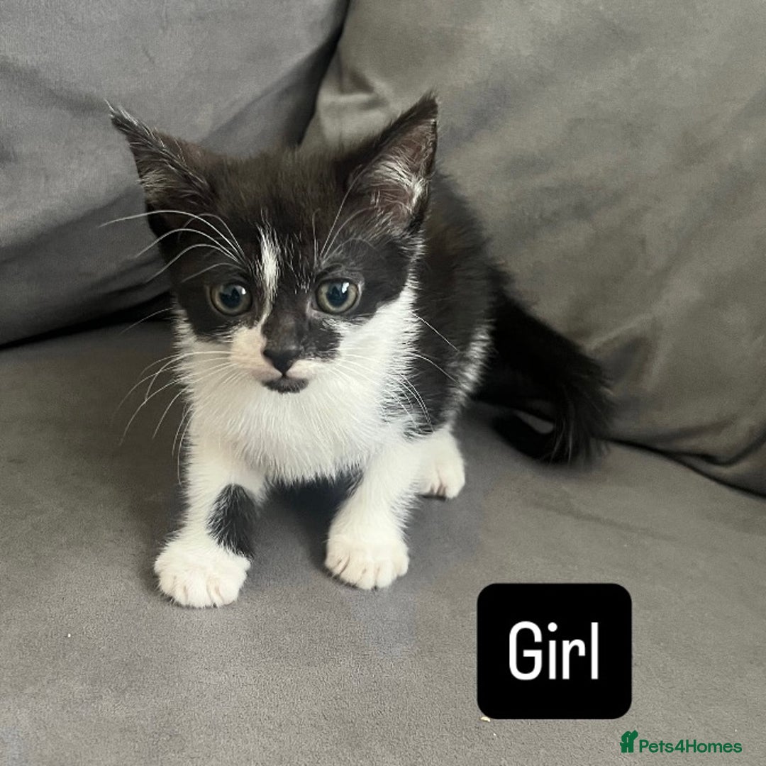 British Shorthair cats for sale: Four kittens  - Image 4