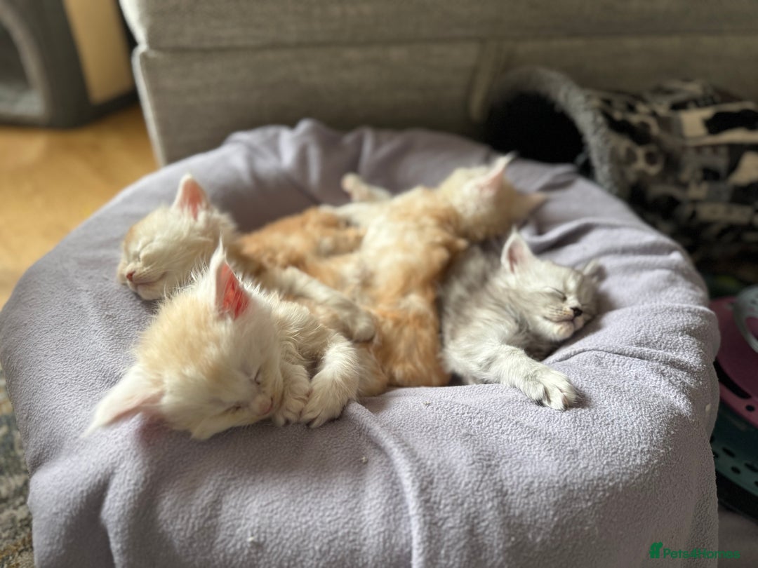 Maine Coon cats for sale: Beautiful rare colour pedigree Maine Coon kittens - Image 23