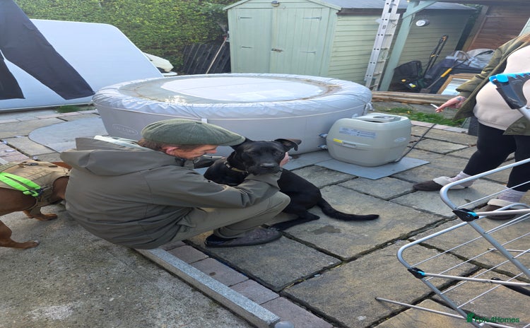 Presa Canario dogs - Advert 1