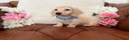 Miniature Dachshund dogs for sale: Pure English Cream Miniature Dachshund  - Advert 15