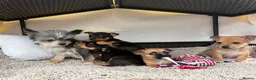 Mixed Breed dogs for sale: Jack Russell Cross Chorkie Puppies - Advert 9