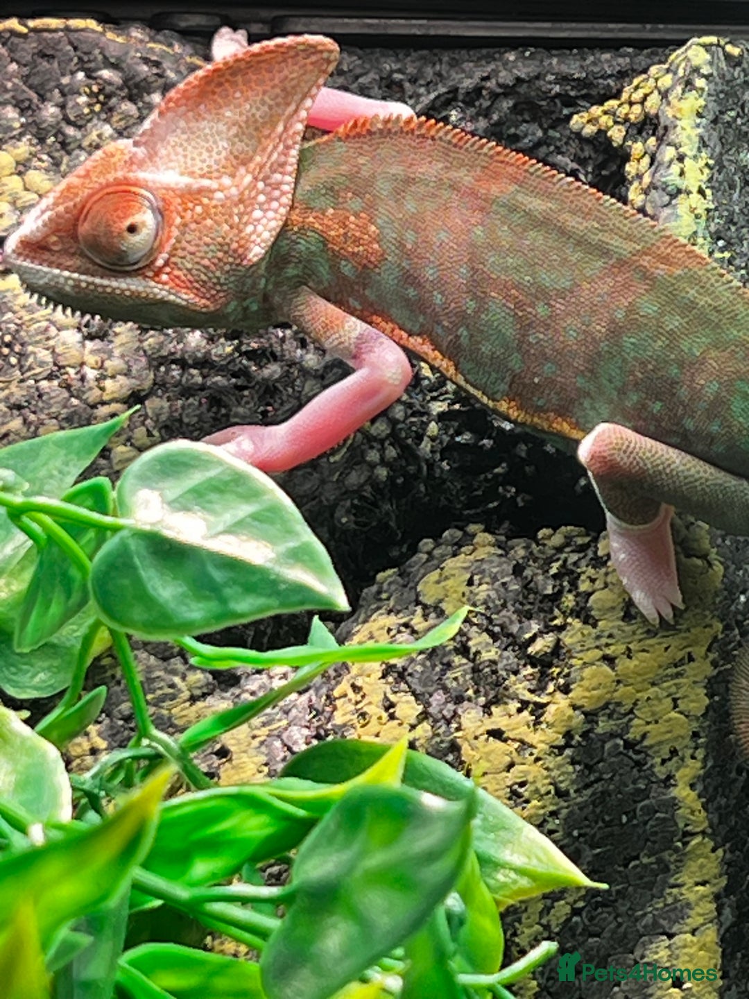 Chameleon reptiles for sale: Pied Veiled Chameleon - Image 6