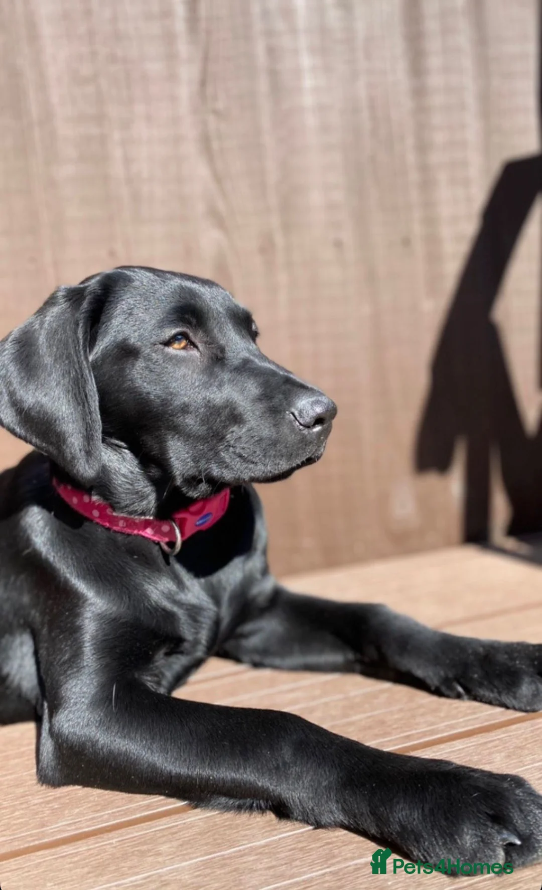 Labrador Retriever dogs for sale: KC registered Labrador puppies - Advert 1