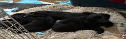Flat coated Retriever dogs for sale: 4 flat coated retriever’s puppies  - Advert 5