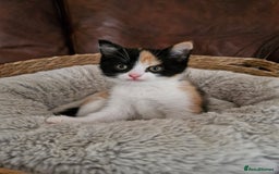 British Longhair cats for sale: 3 female bsh cross  - Image 8
