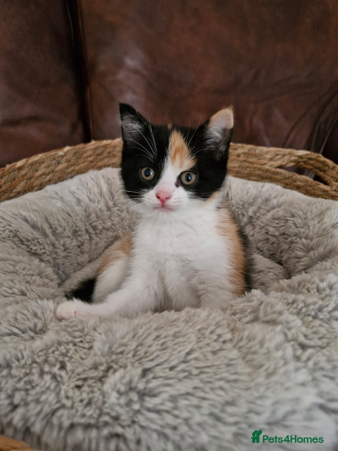 British Longhair cats for sale: 3 female bsh cross  - Image 8