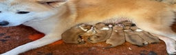 Japanese Akita Inu dogs for sale: 2 stunning longcoats - Advert 4