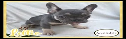 French Bulldog dogs for sale: Excellent Bloodline KC French Bulldogs A** Tested - Advert 9