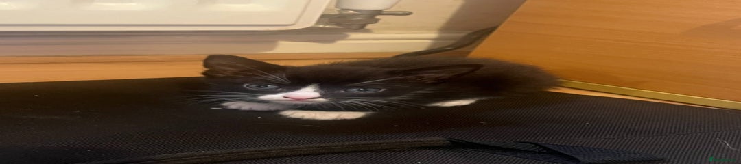 Mixed Breed Kitten 4