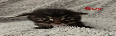 Maine Coon 2