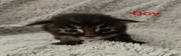 Maine Coon cats for sale: 6 TICA registered Maine Coon kittens. - Advert 6
