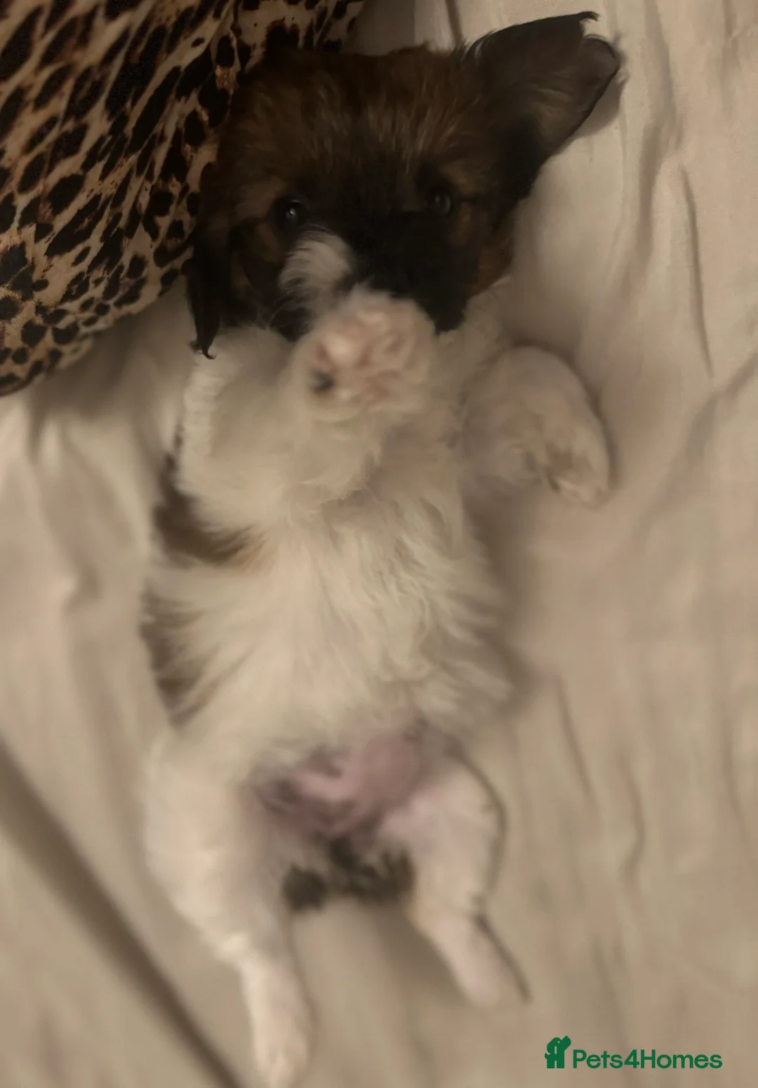 Shih Tzu dogs for sale:  Beautiful little puppy - Advert 4