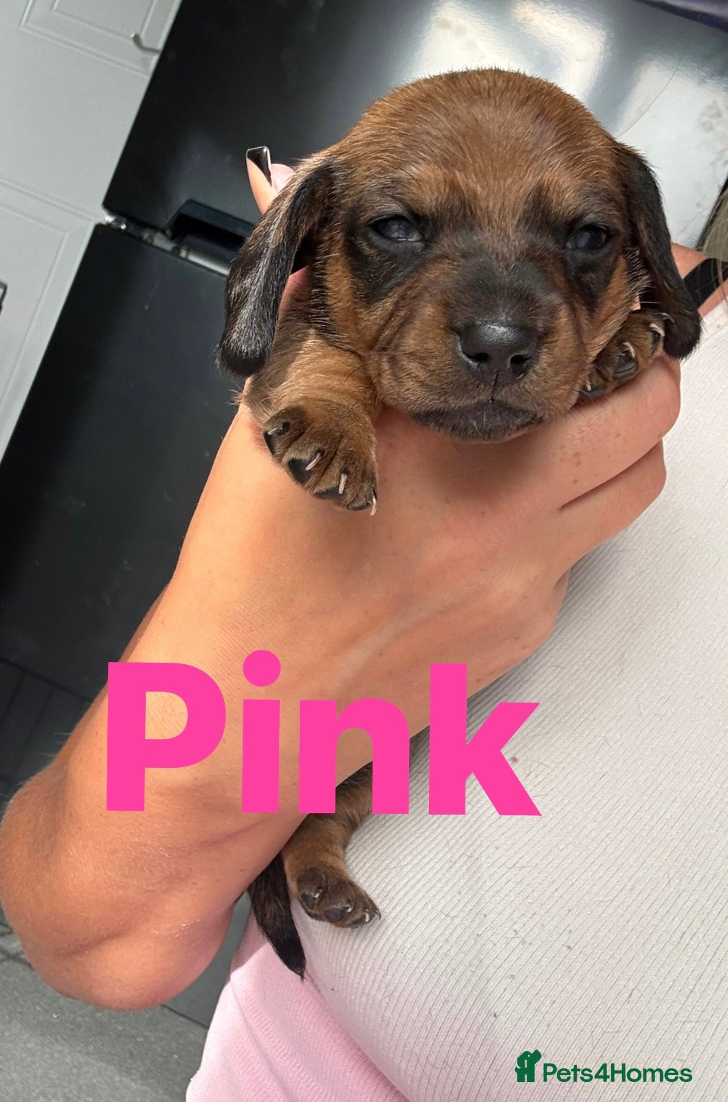 Miniature Dachshund Puppy 3