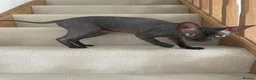 Sphynx cats for sale: Sphynx Cats  - Advert 5