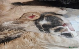 Ragdoll cats for sale: 🎄 Rare Ragdoll Kittens – Ready for Christmas! 🎄 - Advert 13