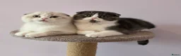 Scottish Fold cats for sale: Pedigree Scottish fold - Advert 15